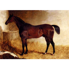 Flexible, A Chestnut Racehorse In A Loose Box