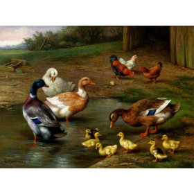 Chickens, Ducks and Ducklings Paddling