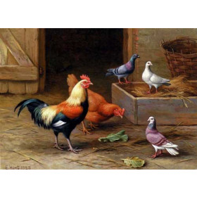 Chickens, Pigeons and a Dove