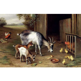 Goats And Poultry