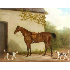 Bay Hunter with Foxhounds