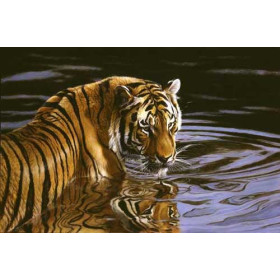 Reflections - Tiger in Water