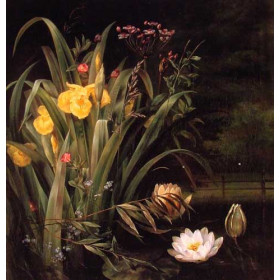 A Lily Pond