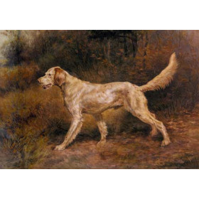 Commissioner, A Champion English Setter